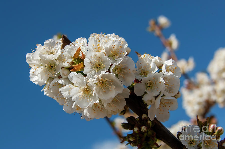 Yakima Valley Spring Blossoms Photograph