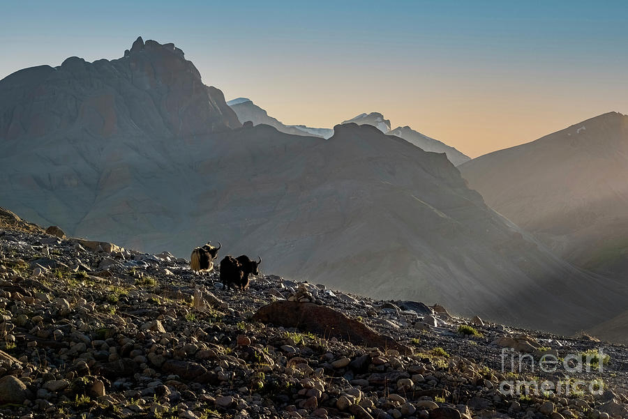 Mountain Photograph - Yakking Till Sundown by Peng Shi