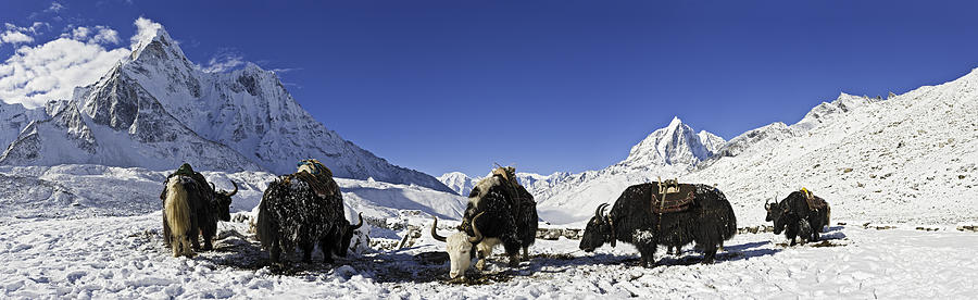 Yaks in high altitude snow mountain summits panorama Himalayas Nepal Photograph by fotoVoyager