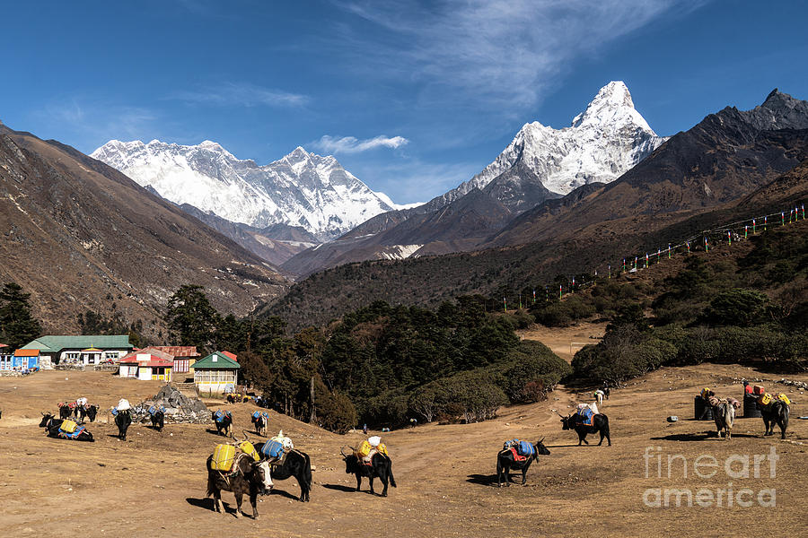 Yaks in the Tangboche village with the peaks of Lhotse, Everest  Photograph by Didier Marti