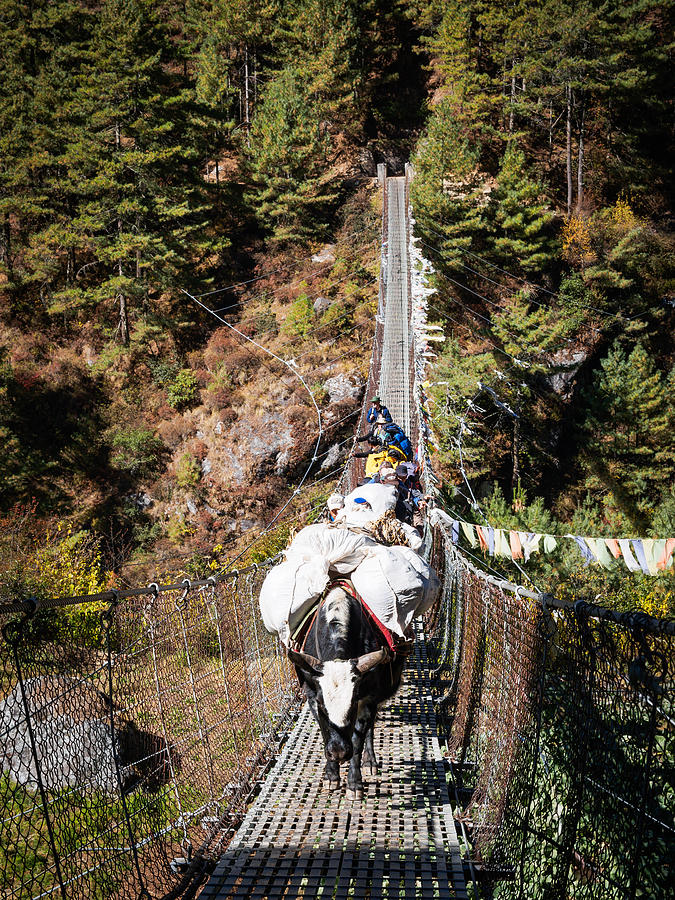 Yaks on Suspension Bridge in Nepal Photograph by Whitworth Images