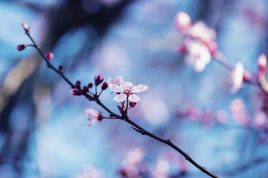 Yamazakura Floral Art - Cherry Blossoms Photograph by Ashira Vision ...