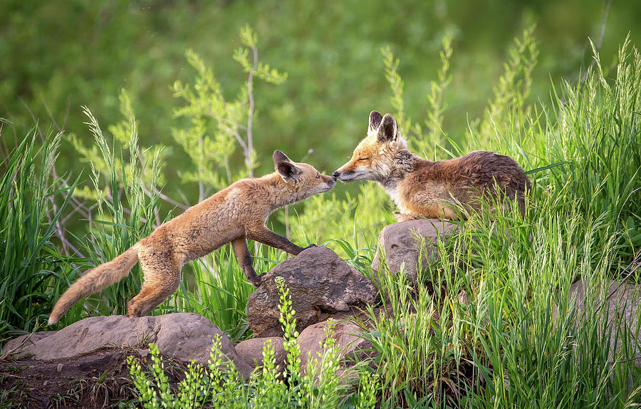 Yampa Kiss  Photograph by Kevin Dietrich