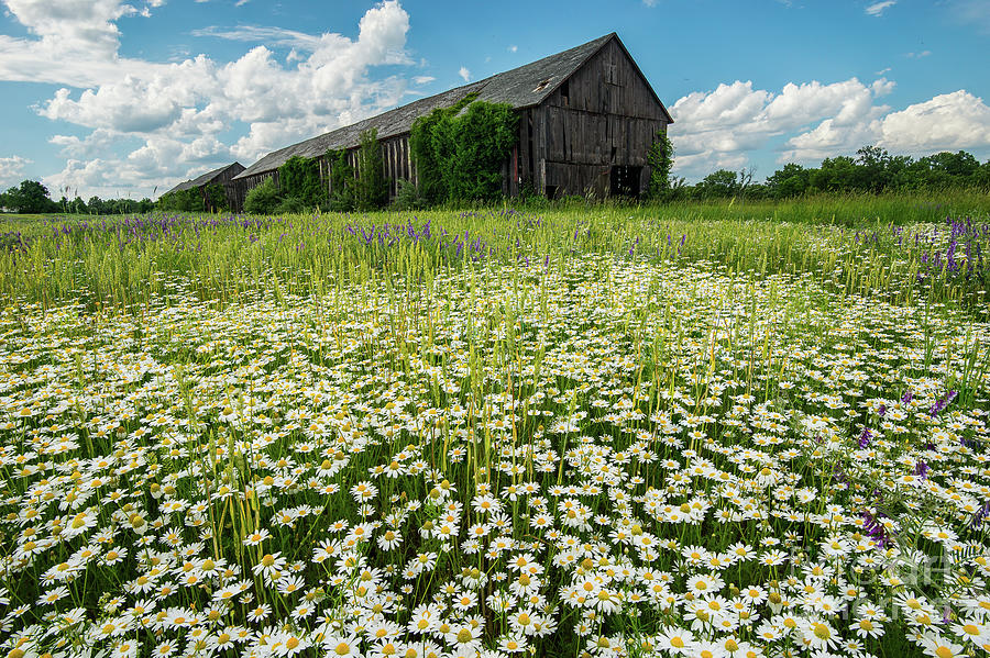 Yankee Farmlands No. 68 - Tobacco Shed in Field of Wildflowers Photograph by JG Coleman