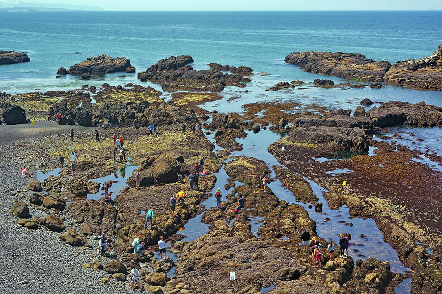Yaquina Head Tide Pools - Wide Photograph by Nikolyn McDonald