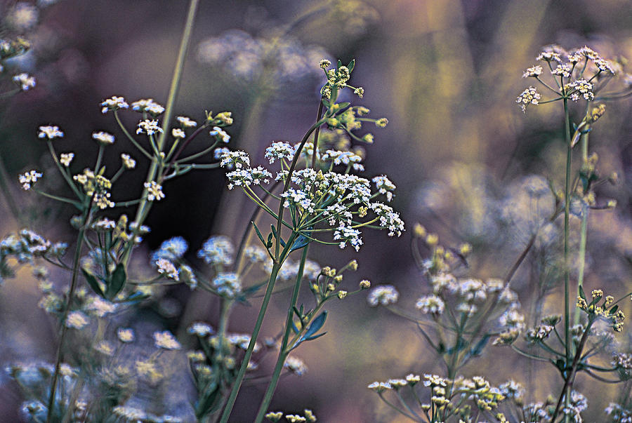 Yarrow - Achillea millefolium californica I Photograph by Linda Brody