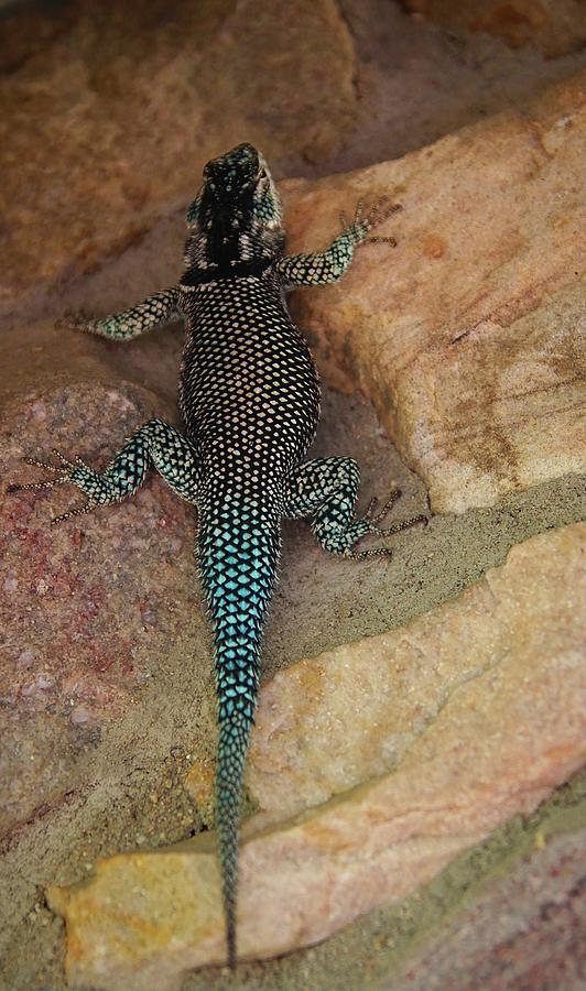 Yarrow's Spiny Lizard Photograph By Sam Ellison - Pixels