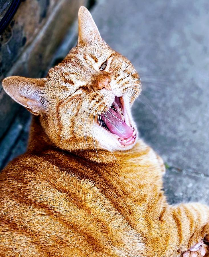 Cat Photograph - Yawn by Leigh Smith Cat Photograph - Yawn by Leigh Smith
