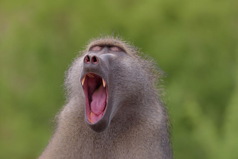 Yawning baboon Photograph by Ozkan Ozmen | Fine Art America