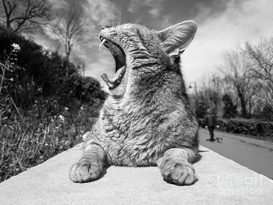 Yawning cat in the park Photograph by Anastasia Kaneva - Pixels