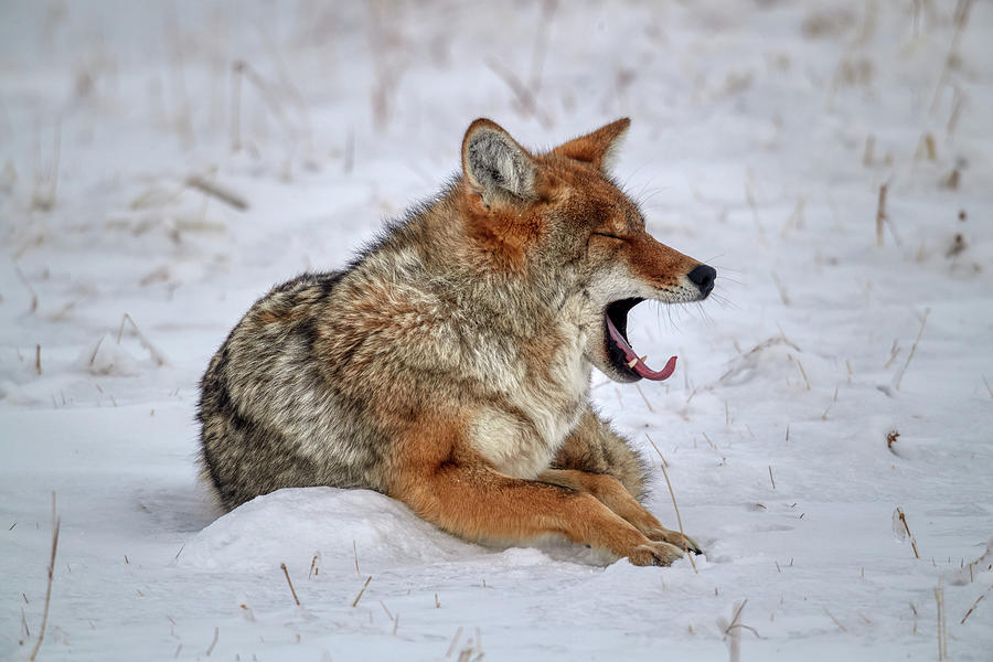 Yellowstone National Park Photograph - Yawning Coyote by Paul Freidlund