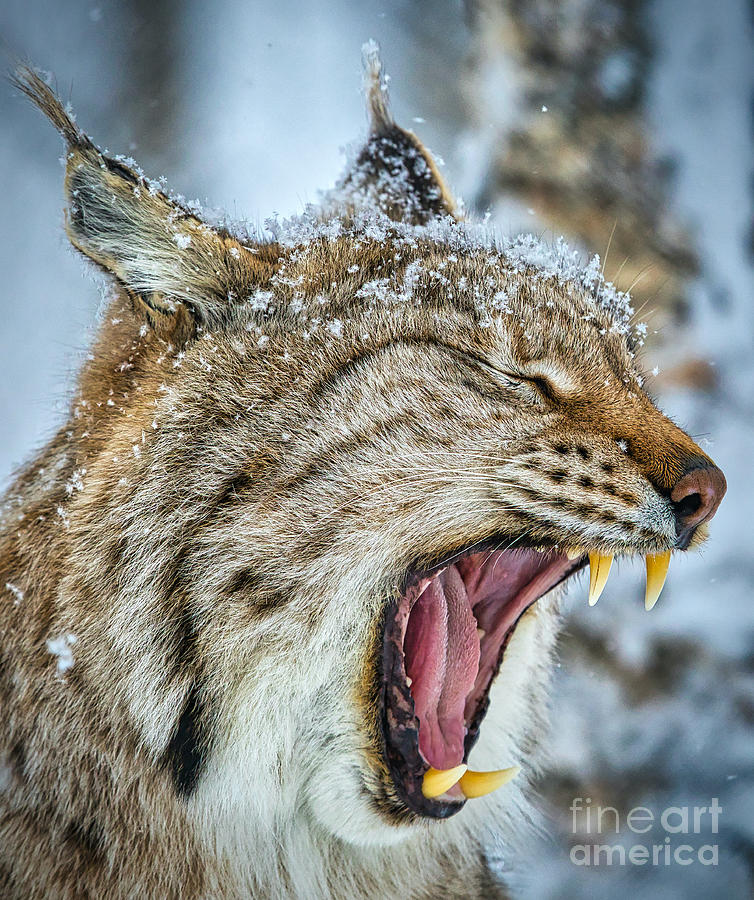 Yawning Face Photograph by Sal Ahmed