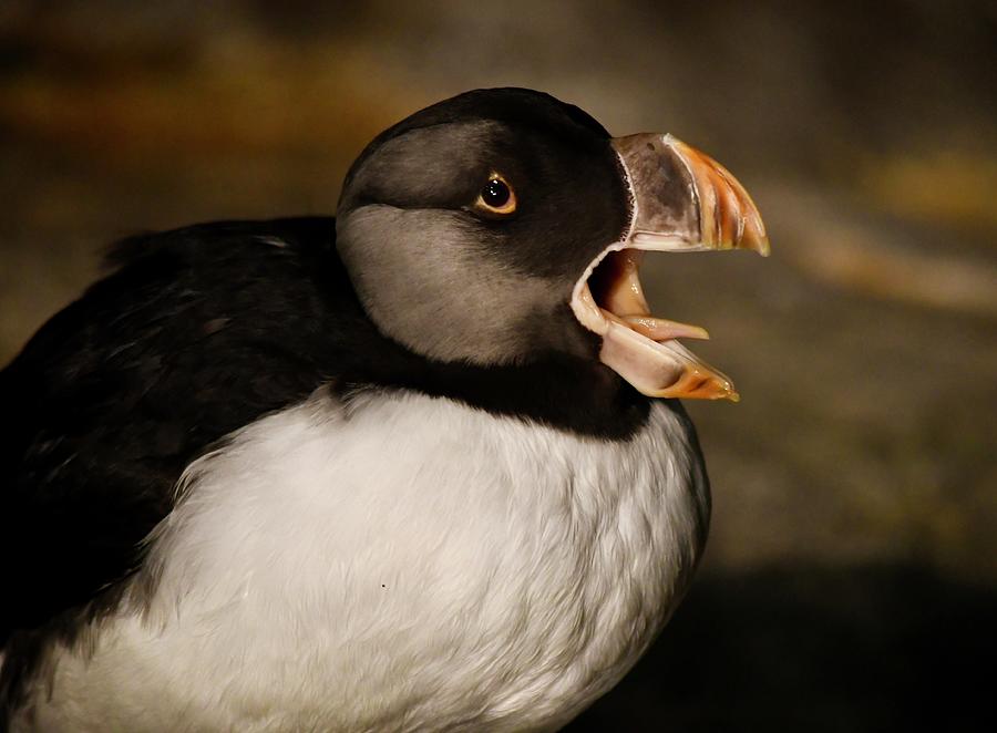 Yawning Horned Puffin Photograph by Richard Bryce and Family
