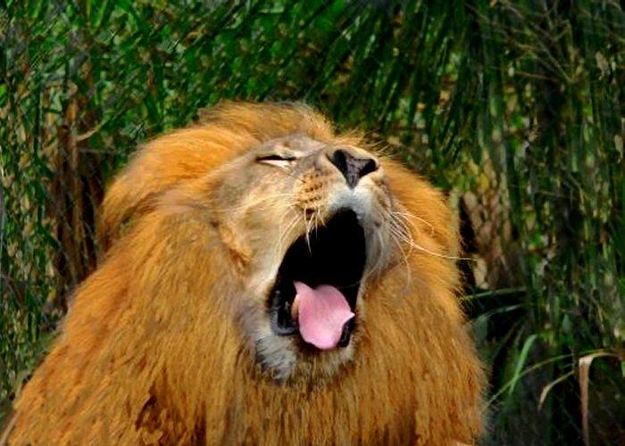 Yawning Lion Photograph