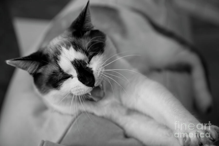 Yawning Snowshoe Cat Bw Photograph By Elisabeth Lucas