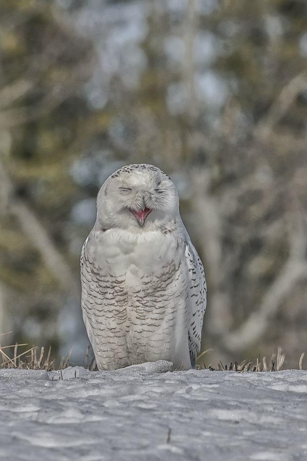 Yawning Snowy Owl 2544 Photograph by Robert Hayes - Fine Art America