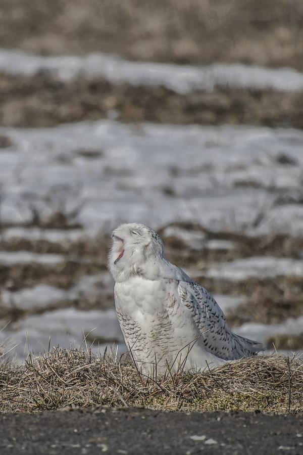 Yawning Snowy Owl 2764 Photograph by Robert Hayes - Pixels