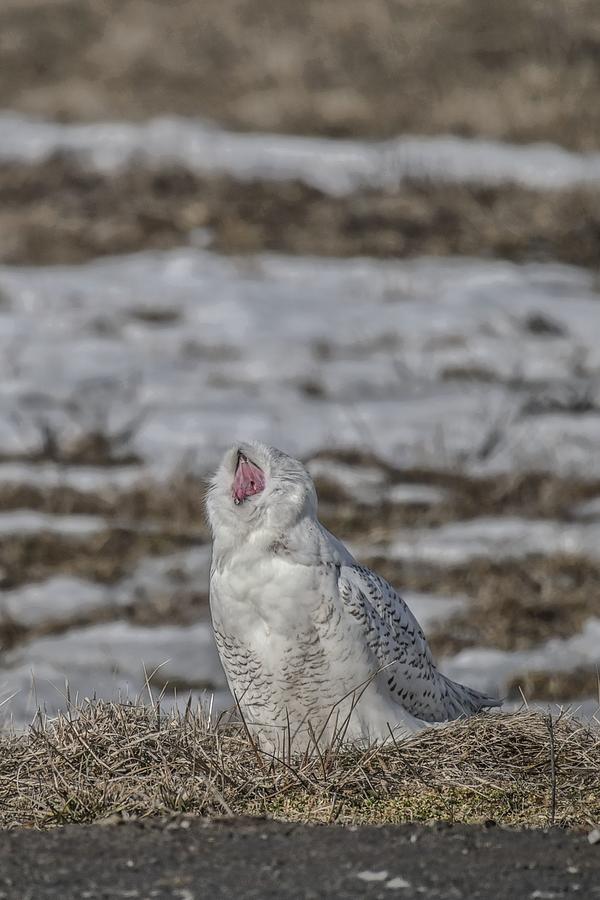 Yawning Snowy Owl 2765 Photograph by Robert Hayes