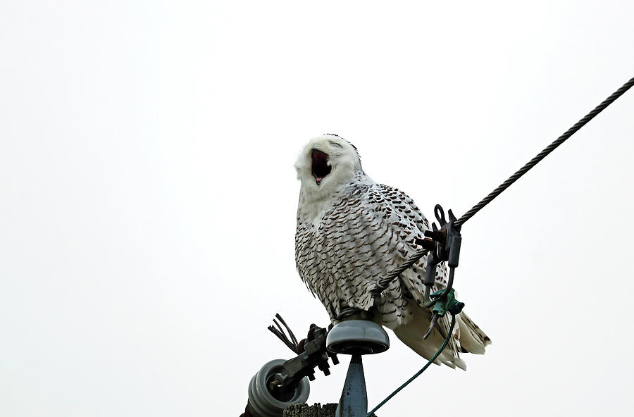 Yawning Snowy Owl Photograph by Debbie Oppermann