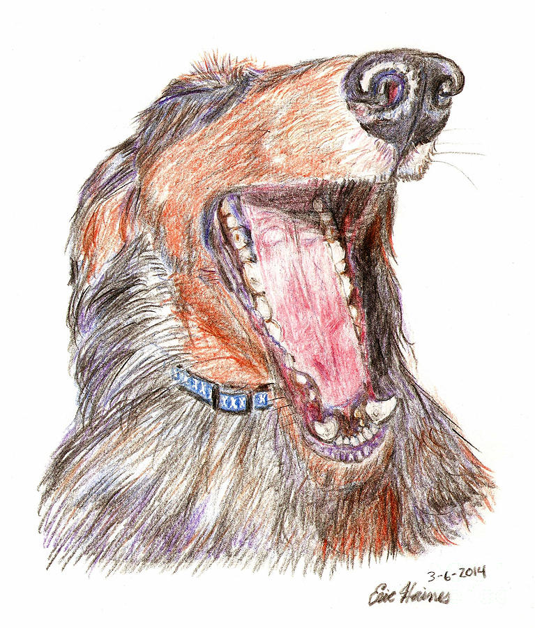 Yawning Wiener Dog Drawing by Eric Haines