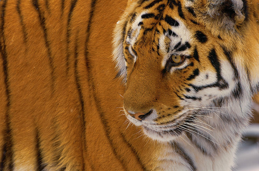 Year of the Tiger - Siberian Tiger portrait TI7463 Photograph by Mark Graf