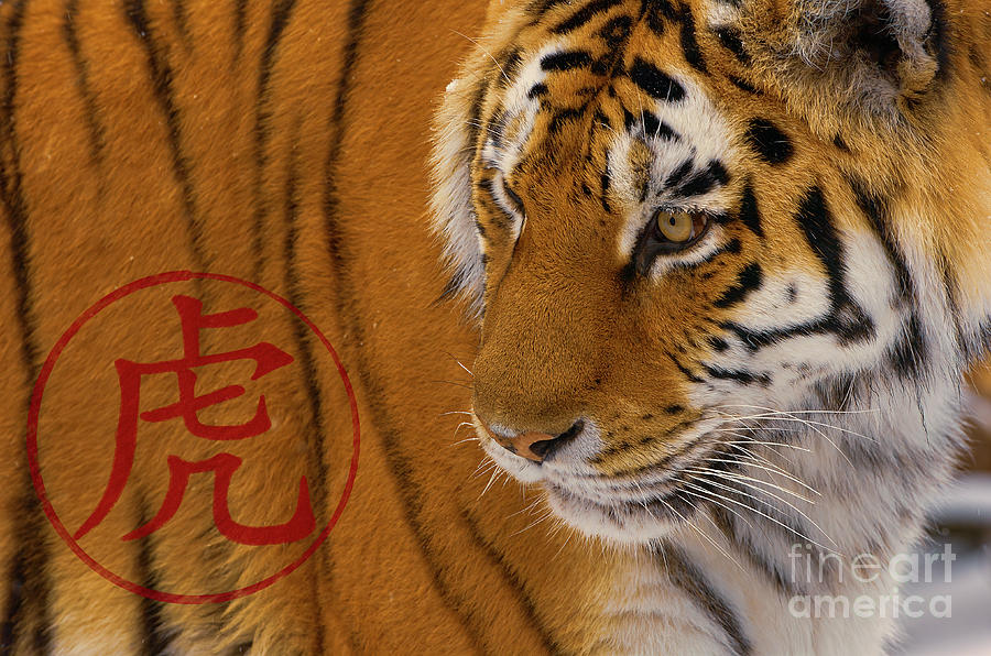 Year of the Tiger with Chinese character chop Photograph by Mark Graf