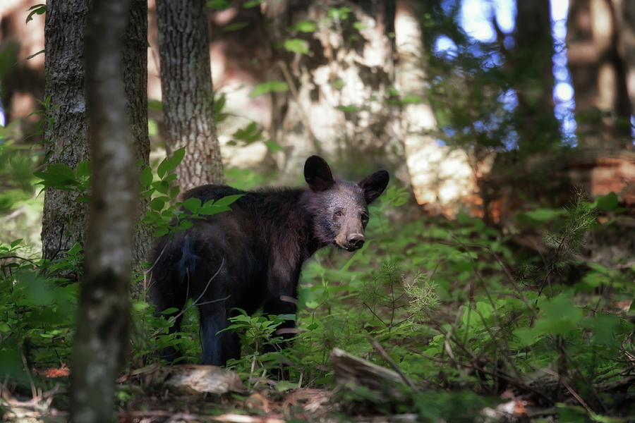 Yearling Black Bear - Cades Cove Photograph by Susan Rissi Tregoning