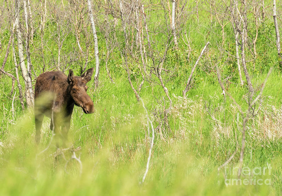 Moose Photograph - Yearling Bull Moose by Janelle Streed