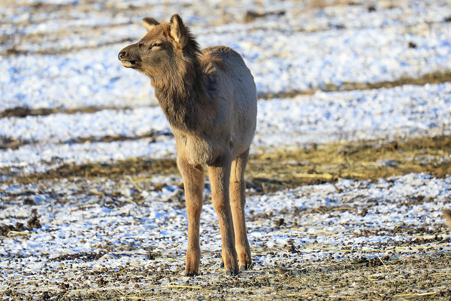 Yearling Cow Elk Photograph