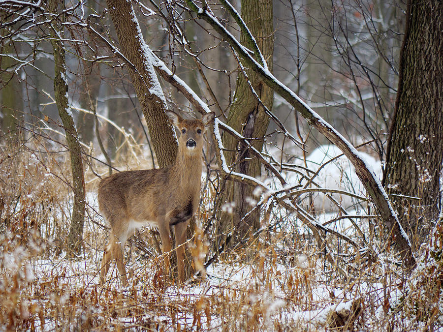Yearling in Snow Photograph by Todd Bannor