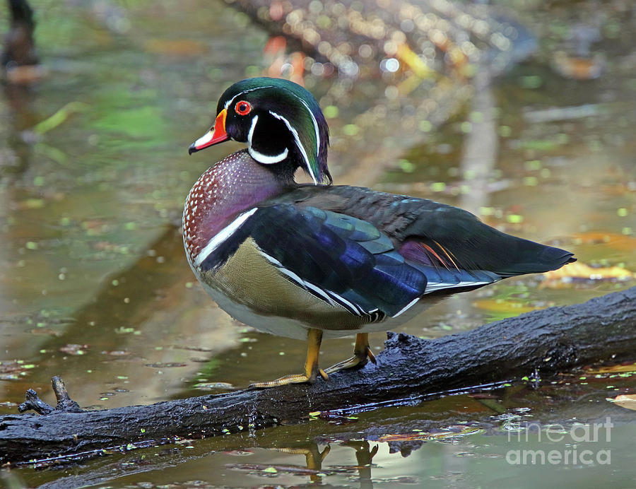 Yearling Juvie Wood Duck Photograph by Larry Nieland