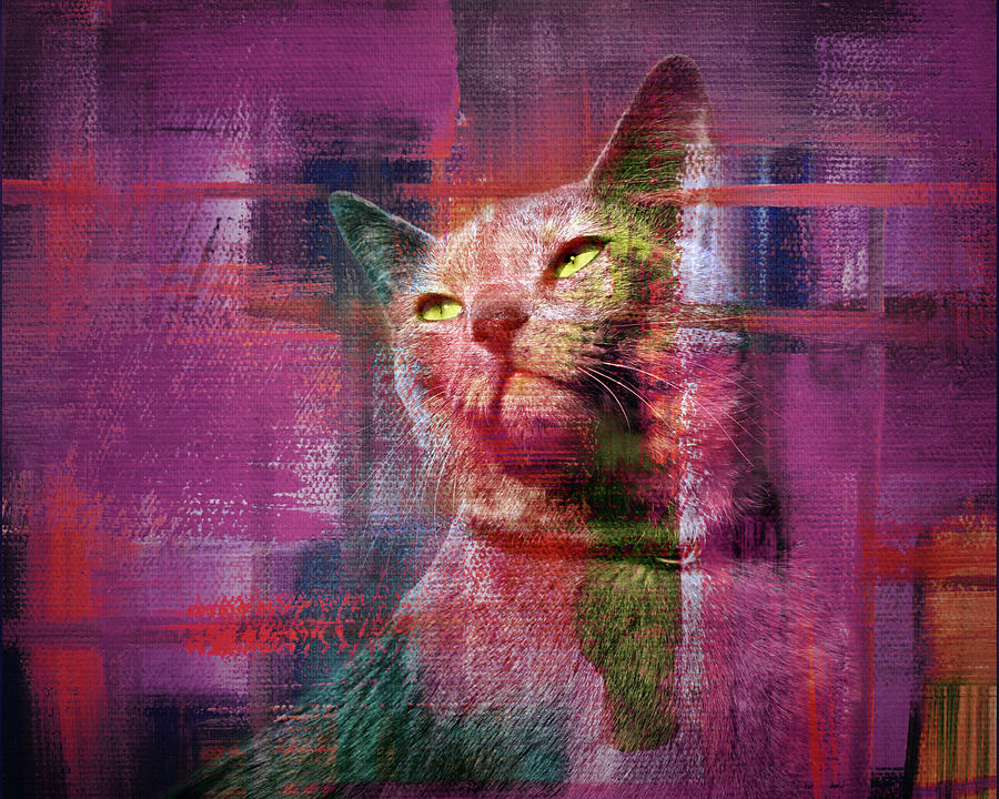 Yearning in Magenta - Cat Photograph by Nikolyn McDonald