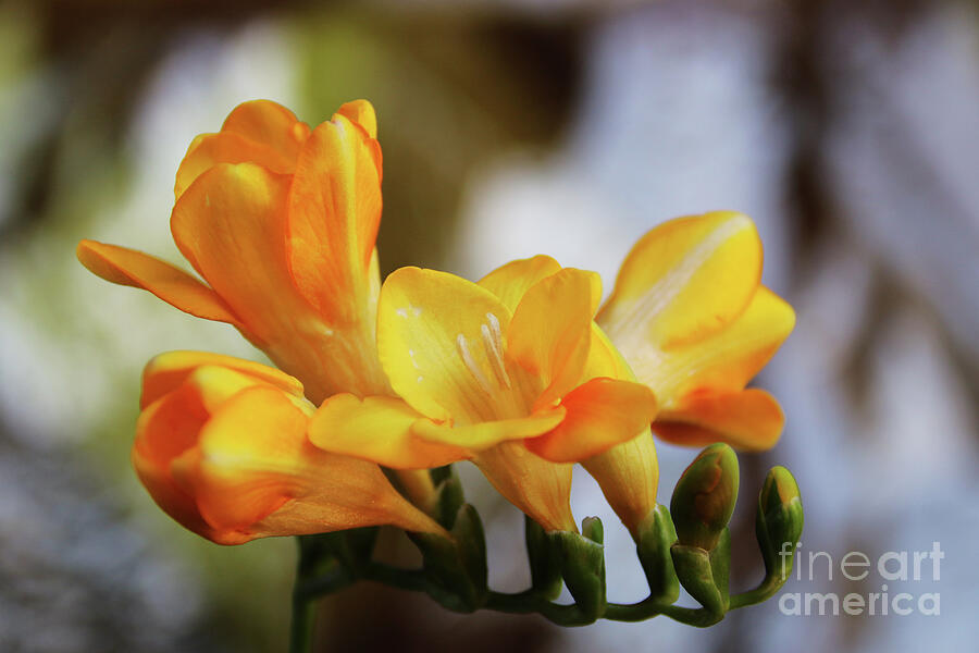 Flower Photograph - Yearning To Breathe Freesia by Michael May