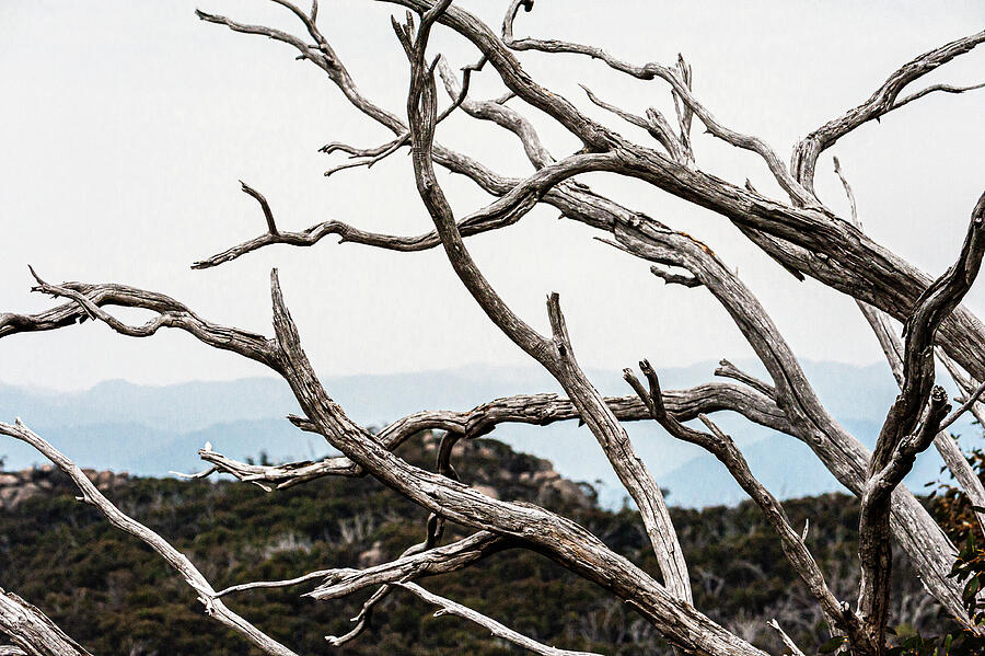 Tree Photograph - Years Later by Hugh Warren