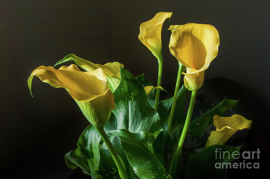 Yelllow Calla Lily Bouquet Photograph by John Bartelt | Fine Art America