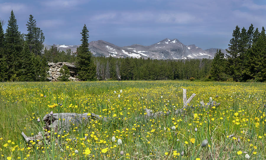 Yelllow Mountain Meadow Photograph by Laura Terriere
