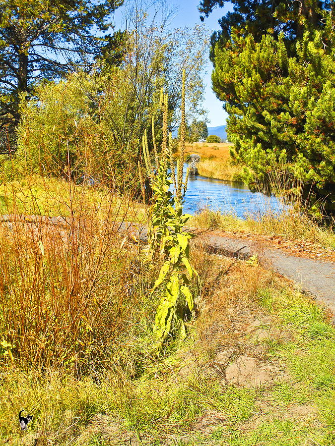 Yellow Mullein At Wood River Photograph