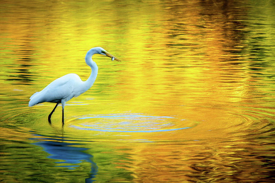 Yellow 1 - Fishing Photograph by Wade Brooks