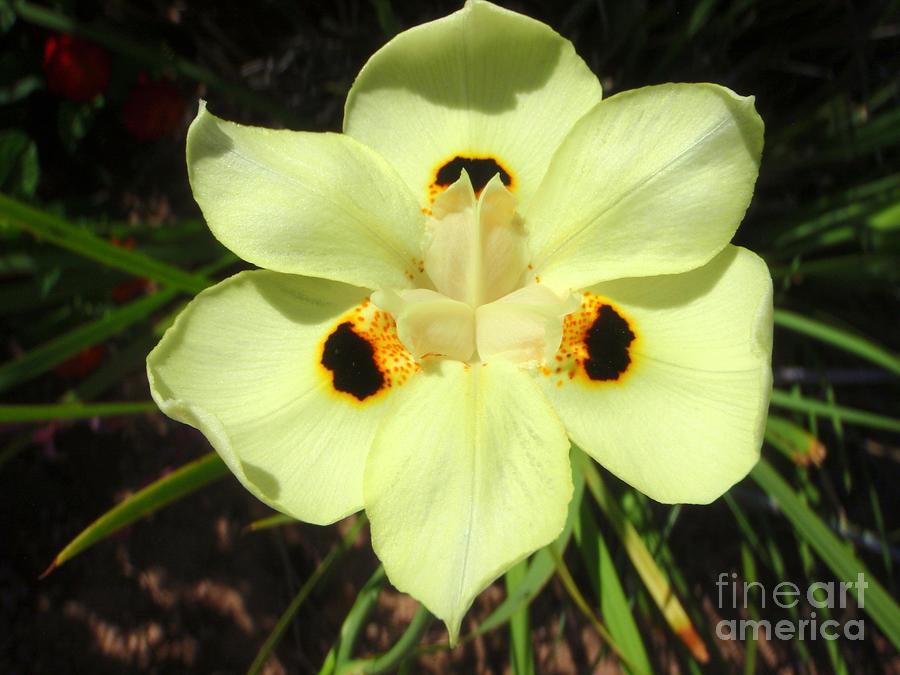 Yellow African Butterfly Iris - 1 Photograph by Mary Deal