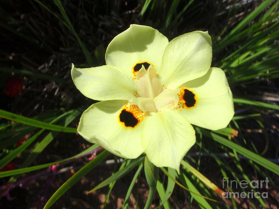 Yellow African Butterfly Iris - 2 Photograph