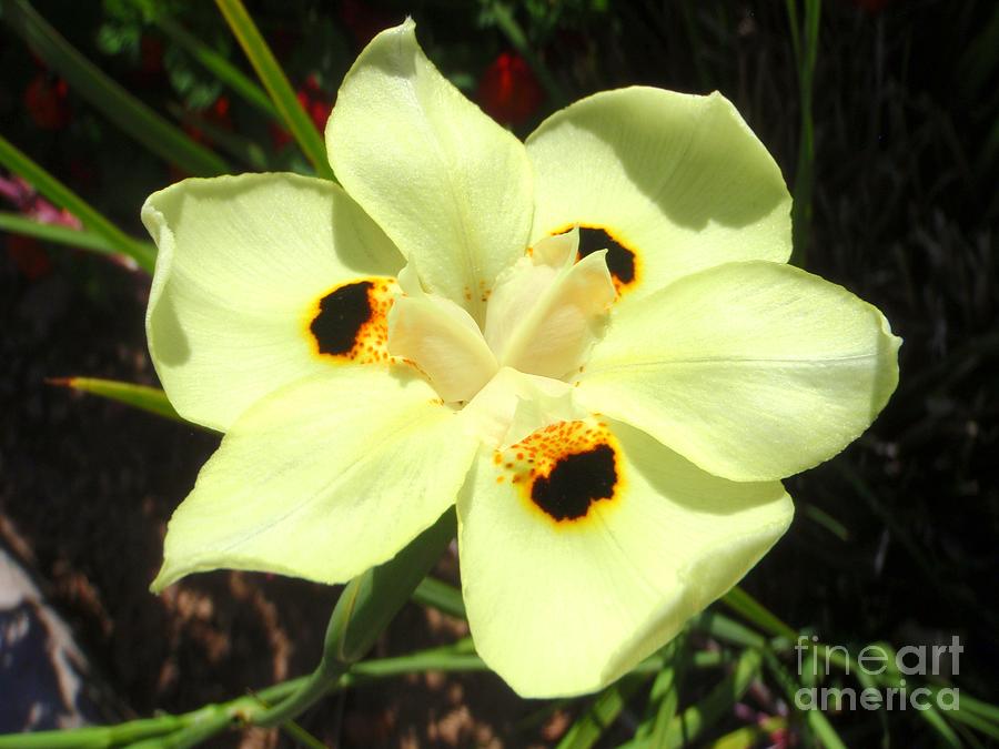 Yellow African Butterfly Iris - 3 Photograph by Mary Deal