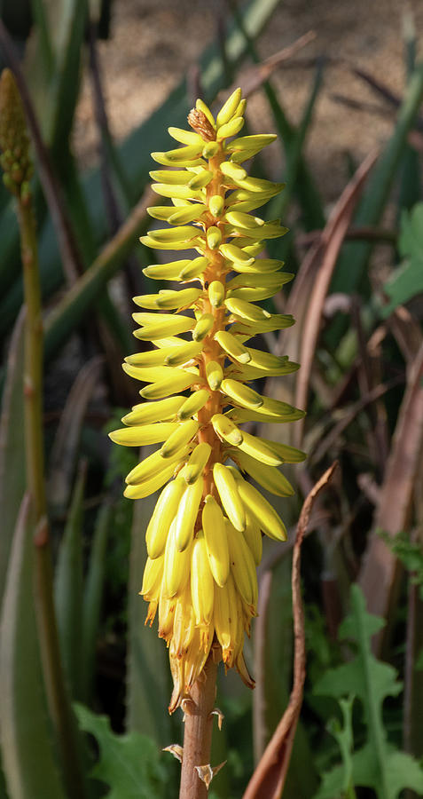 Yellow Agave Flower Photograph