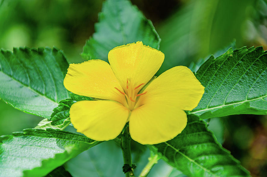 Yellow alder- Turnera ulmifolia flower Photograph by DSLucas