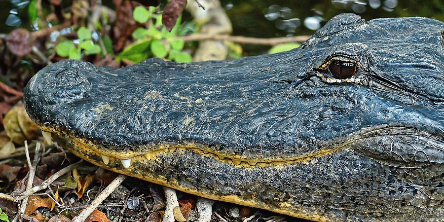 Yellow Alert - Alligator, Everglades National Park Photograph by KJ Swan