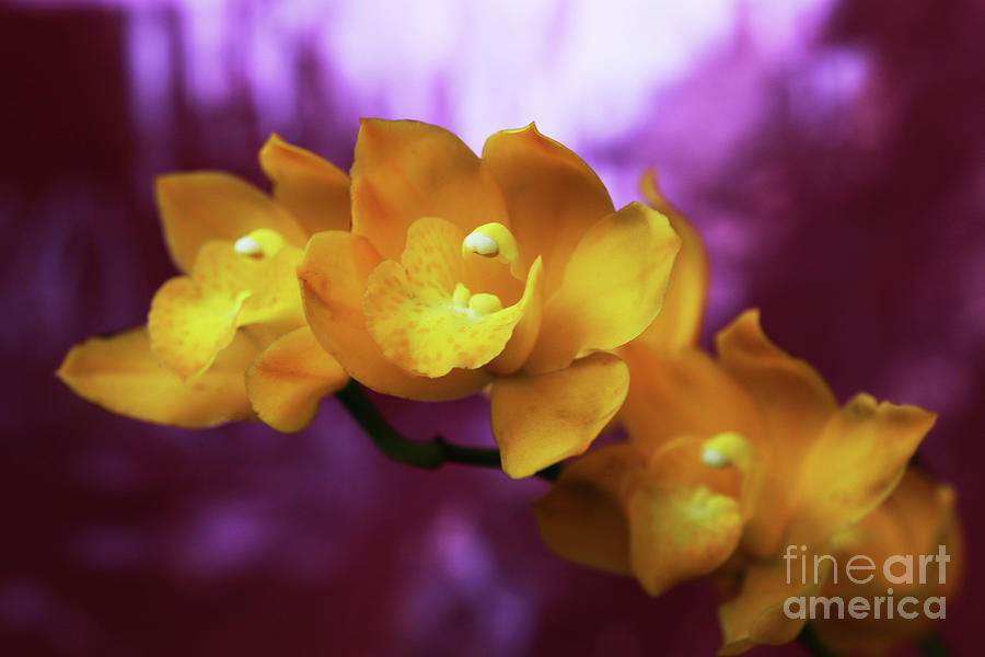 Orchid Photograph - Yellow Alert by Michael May