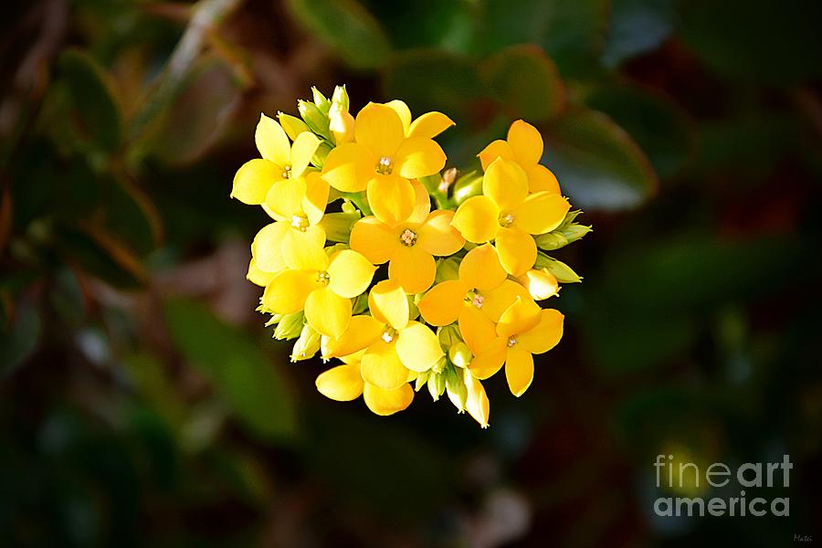 Flower Photograph - Yellow Allegria  by Ramona Matei