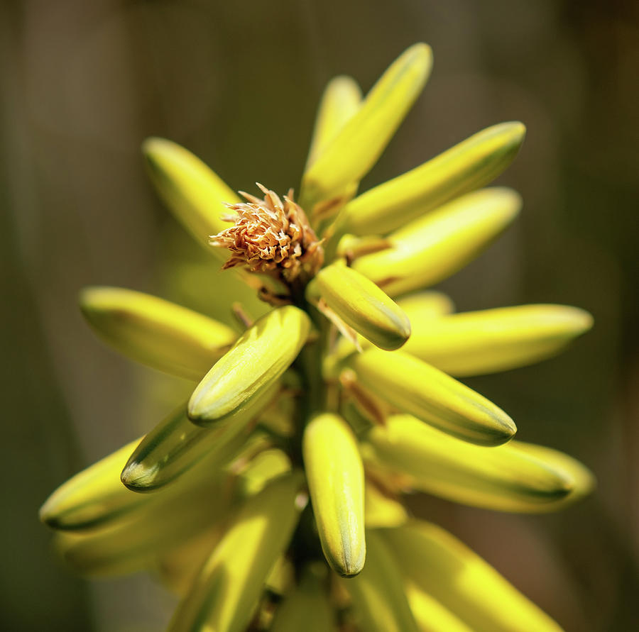 Yellow Aloe Bloom Photograph by Laurel Powell