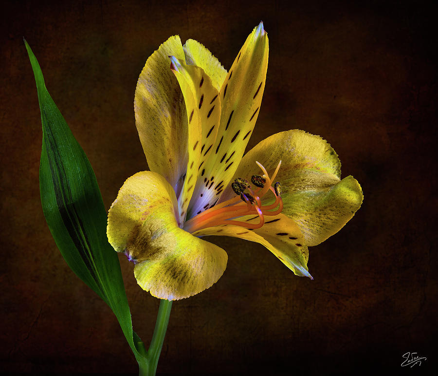 Yellow Alstroemeria Photograph by Endre Balogh