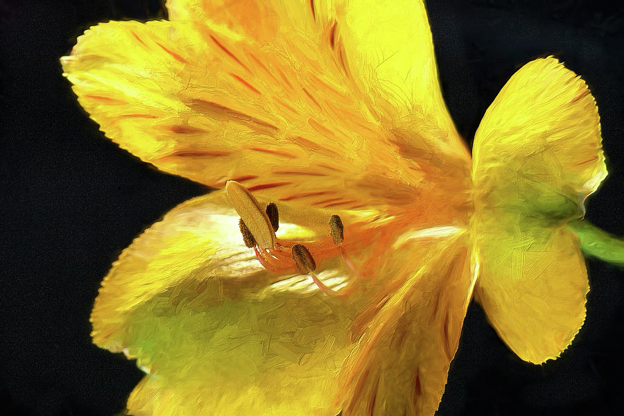 Yellow Alstroemeria Flower from the Side ap Painting by Dan Carmichael