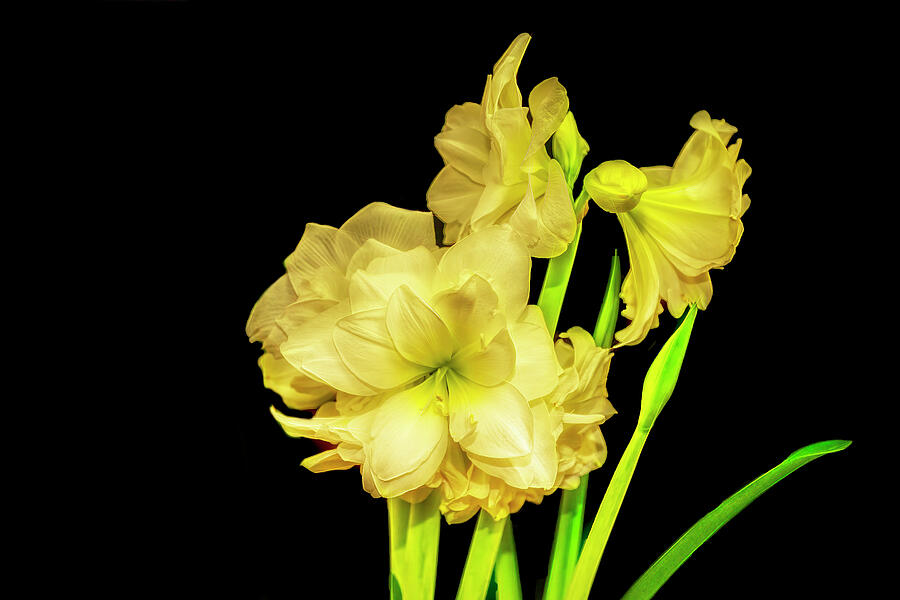 Yellow Amaryllis Photograph by Kay Brewer